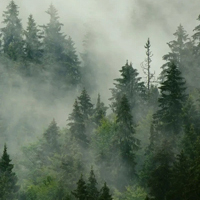 Alpine Forest-Альпійський Ліс